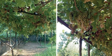 WhatsApp Image 2025-01-07 at 07.51.22