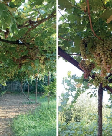 WhatsApp Image 2025-01-07 at 07.51.22