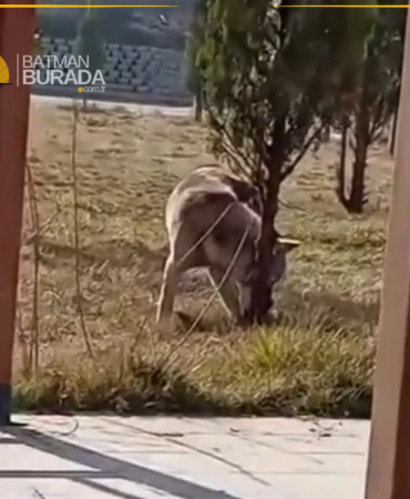 Ekran görüntüsü 2025-02-03 162122