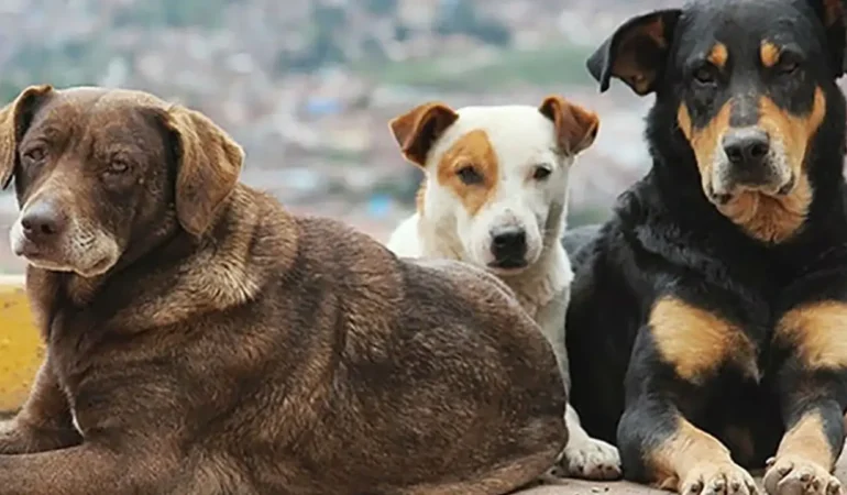 Sokak köpekler