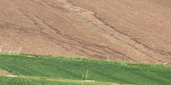 Tedbirsiz su bırakıldı mısır ve pamuk tarlaları sular altında kaldı