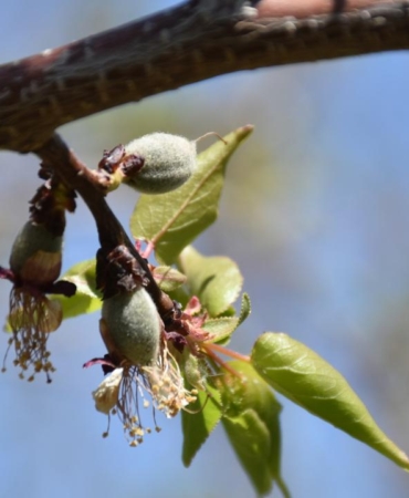 zirai-don-aa-1814469