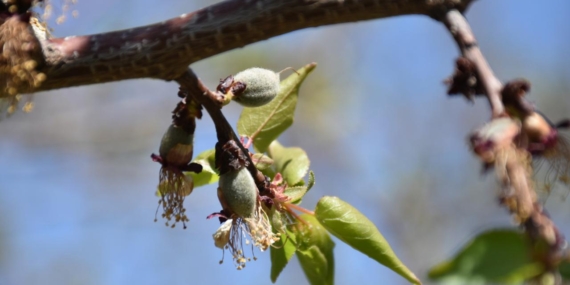 Bakanlıktan yeni açıklama: Zirai don felaketi 36 binden fazla üreticiyi vurdu