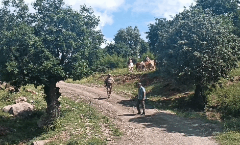 Sason’da kayıp olan 15 büyükbaş hayvan bulundu