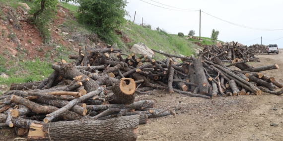 Kıyım sürüyor… Gabar’da meşe ağaçları kesiliyor