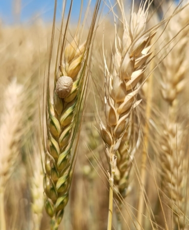 WhatsApp Image 2025-05-26 at 11.16.05 (3)