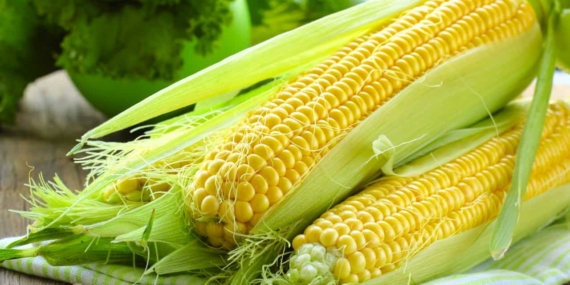 Dicle Elektrik’ten uyarı: Mısır yerine soya umut vadediyor