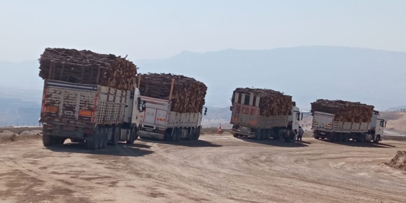 Şırnak’ta ağaç katliamına karşı nöbet başlıyor