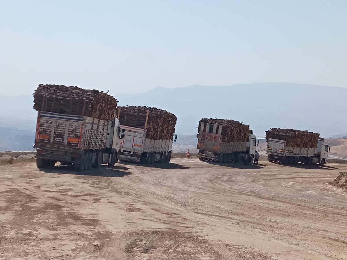 Şırnak’taki orman kıyımı: Emsal karar verilsin şırnak ağaç