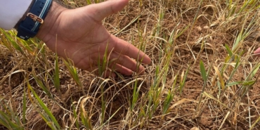 sirnakta-tarima-kuraklik-tehlikesi-yetkililer-sahada-4