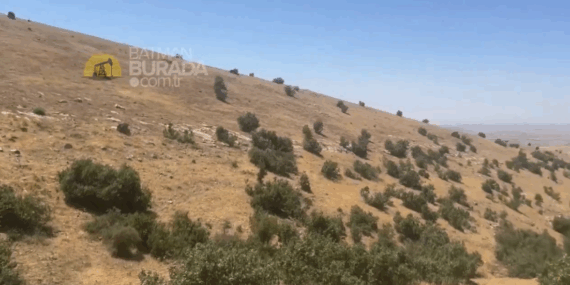 Batman’da Yaban Atlarına Vahşi Saldırı: En Az 7 At Katledildi