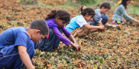 Çocuklar okul yerine tarlada, fabrikada