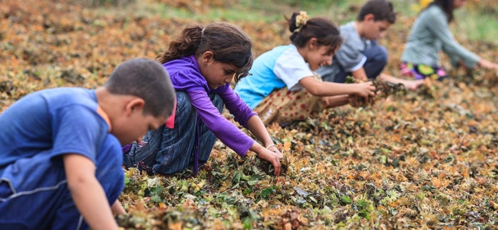 çocuk işçiliği