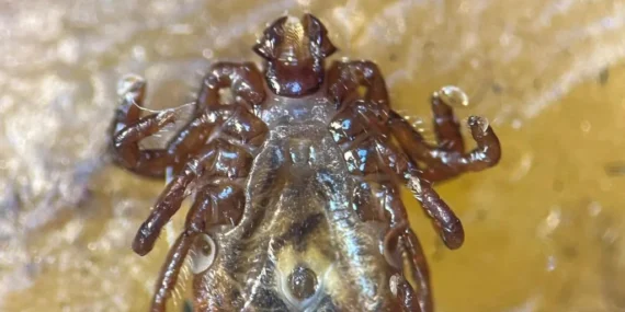 Yeni kene tespit edildi: Hem hayvanlar hem insanlar için büyük risk taşıyor