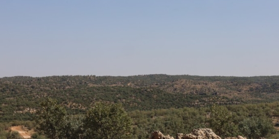 Êzidî köyünde ağaç kıyımı: 6 gündür aralıksız kesiliyor