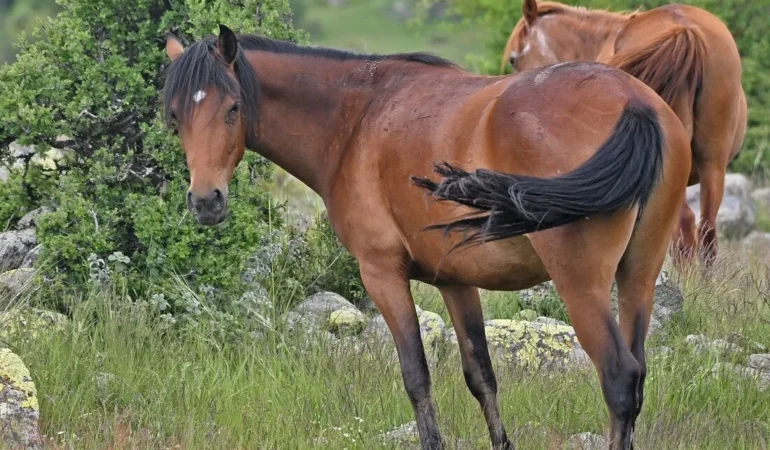 yılki atlar raman