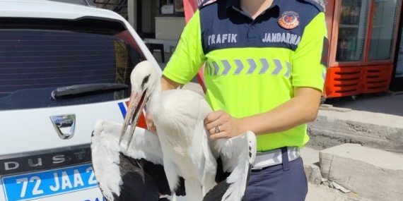Batman’da bulunan yaralı leylek güvende!