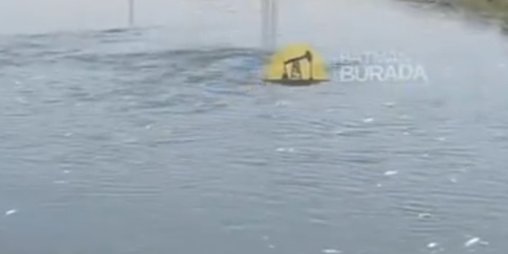 Batman çayından ölü balık akıyor!