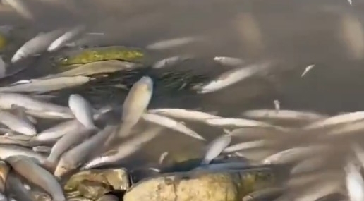 Batman Çayı’nda balık ölümleri artarak sürüyor…