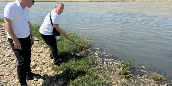 SORUMSUZLUK! Batman Çayındaki milyonlarca balığın ölüm nedeni açıklandı