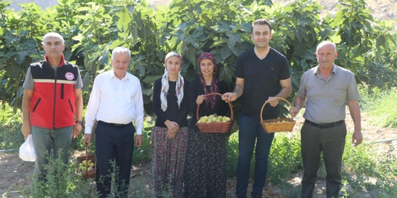 Hasankeyf’te Üçyol Köyü’nde incir hasadı etkinliği