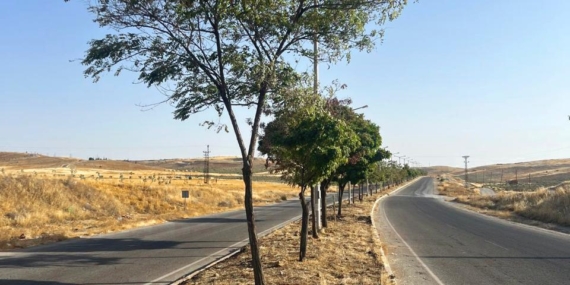 Yeşil kuşak ağaçlandırma çalışmaları devam ediyor