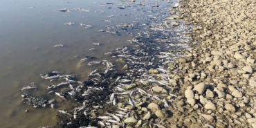 batman balık öümleri