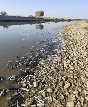 batman balık öümleri