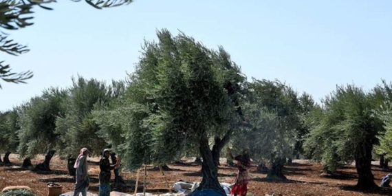 Efrin’de çeteler Kürt çiftçileri haraca bağladı