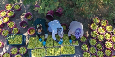 nazilli-incir-ureticileri-bir-ton-incir-satiyoruz-bir-altin-alamiyoruz