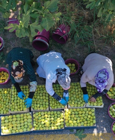 nazilli-incir-ureticileri-bir-ton-incir-satiyoruz-bir-altin-alamiyoruz