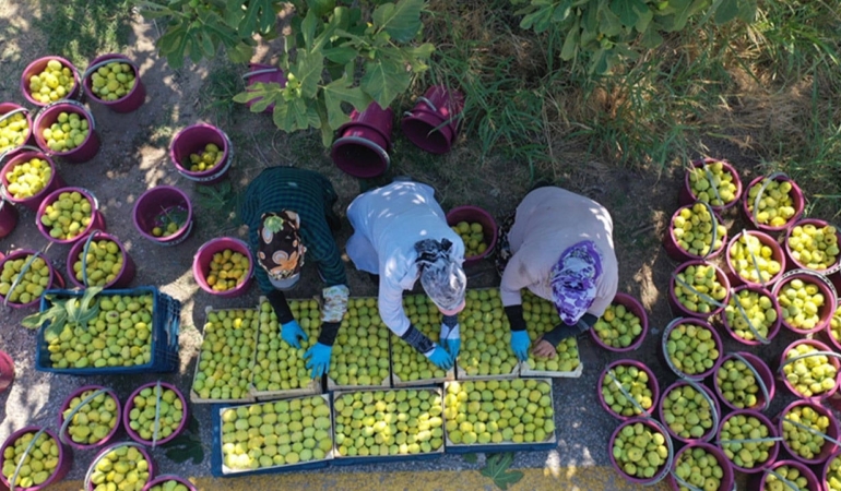 nazilli-incir-ureticileri-bir-ton-incir-satiyoruz-bir-altin-alamiyoruz