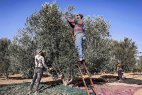Efrin’e yerleştirilen Araplar Kürtlere ait zeytinlikler yağmalanıyor 906474Image1