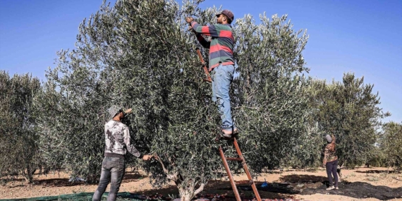 Efrin’e yerleştirilen Araplar Kürtlere ait zeytinlikler yağmalanıyor