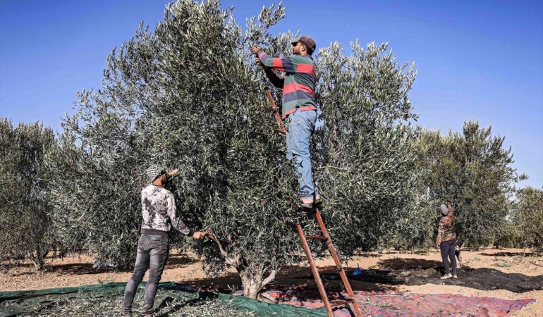 Efrin’e yerleştirilen Araplar Kürtlere ait zeytinlikler yağmalanıyor 906474Image1