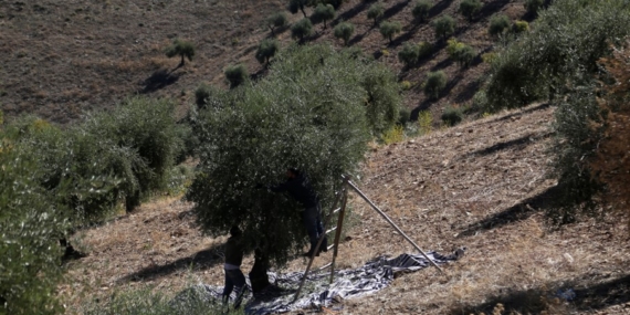 Efrin’de Kürtlere ait zeytin ağaçları yağmalanıyor