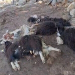 Necat Nasıroğlu proje yarışmasına başvurular başladı thumbnail