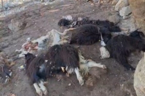 WhatsApp Image 2025-11-06 at 16.20.09