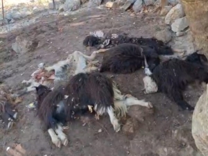 WhatsApp Image 2025-11-06 at 16.20.09