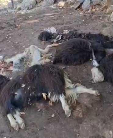 WhatsApp Image 2025-11-06 at 16.20.09