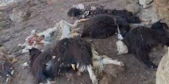 Sason’da kurt saldırısı: 10 keçi telef oldu