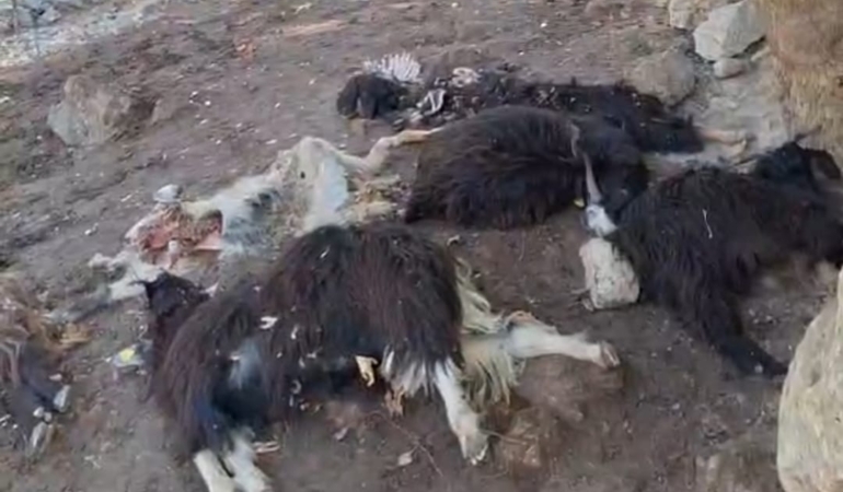 WhatsApp Image 2025-11-06 at 16.20.09