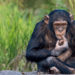 Dicle Elektrik’te kış öncesi bakım çalışmalarının %80’i bitti thumbnail