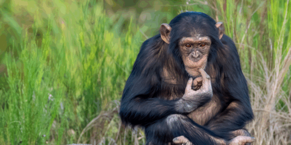 Şempanzeler de kanıtlara göre düşünüyor; insan aklı ‘benzersiz’ olmayabilir
