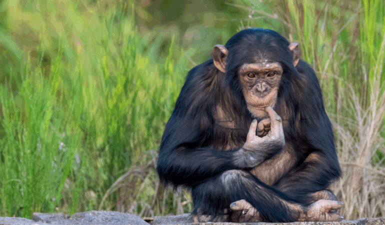 şempanze