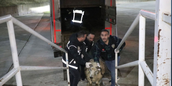 Siirt’te ilginç olay: Koyunların karnında saklanmış uyuşturucu ele geçirildi