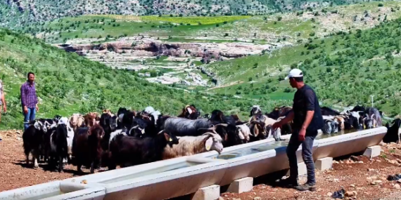 Batman’da Hayvancılığa Yeni Nesil Çözüm: Serçe Parmak Projesi Hayata Geçti