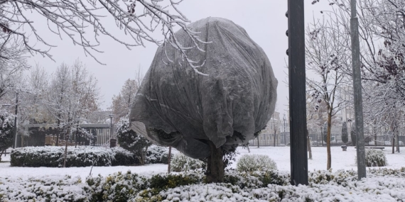 Batman belediyesinden ağaçlara kış koruması