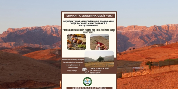 Cudi’ye 50 bin palamut tohumu ekilecek