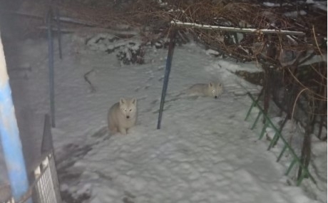 Batman Hasankeyf’te kurtlar yerleşim alanında görüntülendi